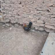 مرغ گلین خروس گلین
