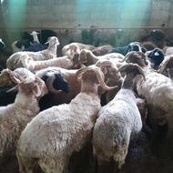 فروش بره قربانی