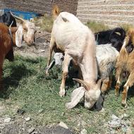 فروش گوسفند