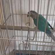 طوطی گرینچیک ترکوییس