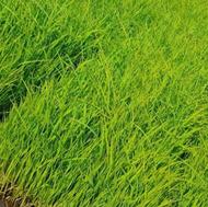 توم برای فروش
