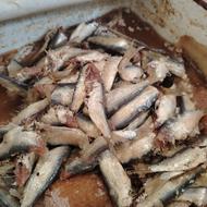 سور حشینه l ماهی سوری l سوراغ l عمده