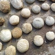 فسیل طوطیای دریایی