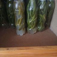 خیارشور بطری