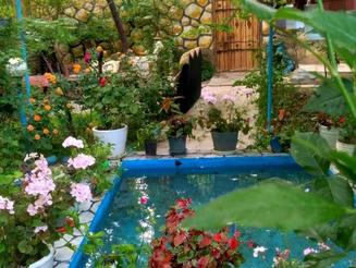 اجاره روزانه فقط خانواده