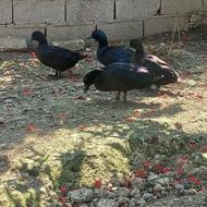 جوجه اردک کایوگا