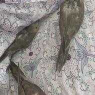طوطی عروس نرم خور