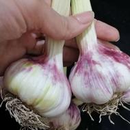 فروش سیر محلی تازه چین