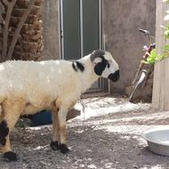 گوسفند بره نر