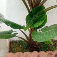 گل وگیاه زیبا بابا آدم