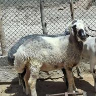 بره و گوسفند مناسب