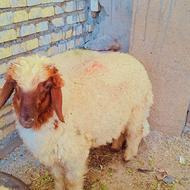 گوسفند بره