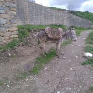 خرگله خیلی ارام