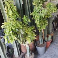 کاکتوسه جنگل