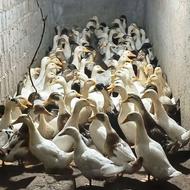 فروش اردک محلی به صورت عمده و خرده