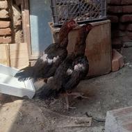 مرغ لاری افغان اصل