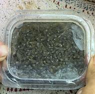 میوه توسکا اکواریوم غذای ماهی