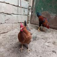مرغ وخروس زیبا