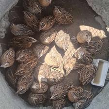 فروش بلدرچین . قر.قاول. . مرغ مرندی. مرغ شاخدار و...