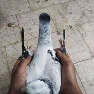 جفت کفتر فروشی