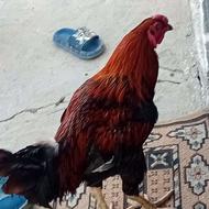 خروس لاری 1500