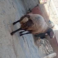 یک عدد قوچ عالی
