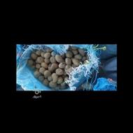 سیب زمینی اسینم برای بذر