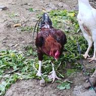 خروس لاری جوجه کشی
