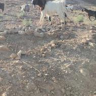 نر بز قربانی