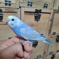 مرغ عشق رنگین کمان و پروانه ای