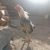 خروس خوب فروش میرسد