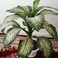 گل فروشی برای خانه مغازه