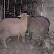 دوعددبره نره برای قربانی سالم وتمیز