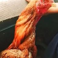 خروس‌لاری‌‌ نسل‌دار