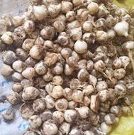 موسیردرجه1تازه