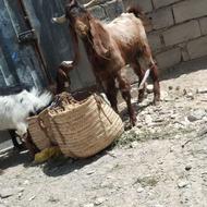 گوسفند پاچن‌ دوزدیده شده
