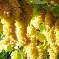 فروش 4500 متر باغ انگور و .....
