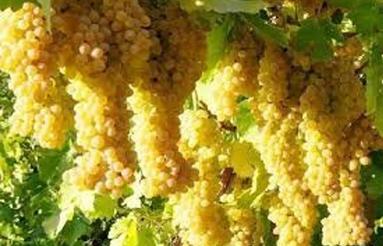 فروش 4500 متر باغ انگور و .....