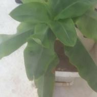 فروش درخت موز
