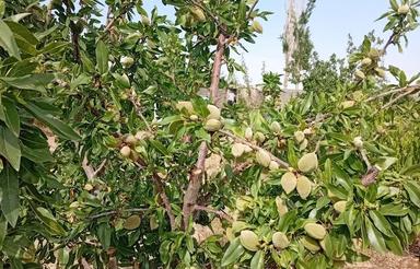 باغ 1500 متر دورش دیوارکشی استخر خانه باغ