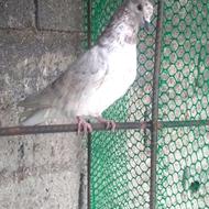 کبوتر پرشی نر