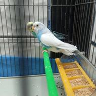 مرغ عشق سخن گو با فیلم