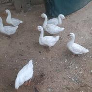 قو غار لیندا نسل دار