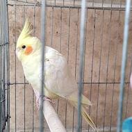 دو عدد عروس هلندی نر و ماده با قفس کاسکویی