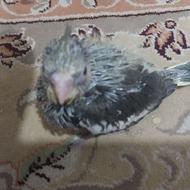 جوجه سرلاکی نژاد دار