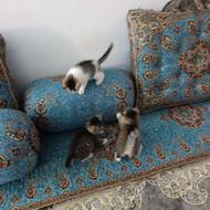 واگذاری بچه گربه