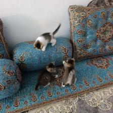 واگذاری بچه گربه