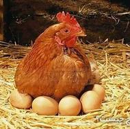 خواهان مرغ کرچ شو هستم