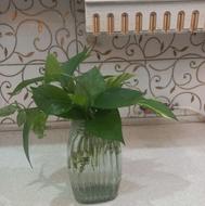 قلمه گل پتوس ریشه دار و چند برگ