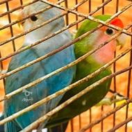 فروش پرنده با قفس